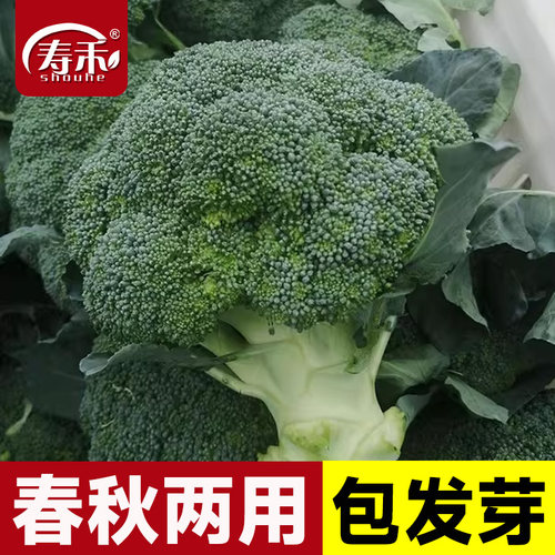 曼陀四季优秀西兰花种子