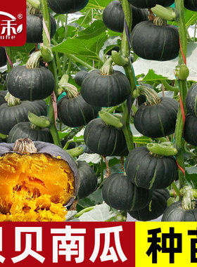 绿贝贝高产小南瓜种子板栗味秧蔬菜种籽苗孑惠和一号秧苗大全菜种