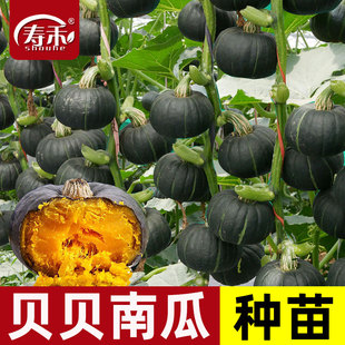 绿贝贝高产小南瓜种子板栗味秧蔬菜种籽苗孑惠和一号秧苗大全菜种