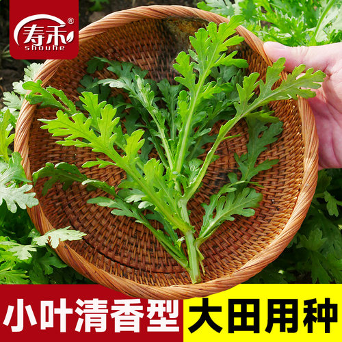 小叶茼蒿种子皇帝菜青菜蔬菜种籽