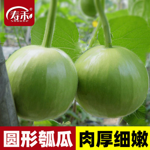 鼎牌早生3号圆满高产蔬菜瓠子