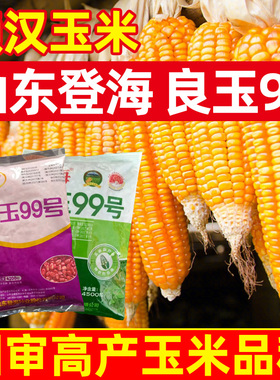 登海良玉99高产玉米种杂交国审矮杆抗旱郑单958种子饲料苞米种籽