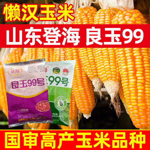 登海良玉99高产玉米种杂交国审矮杆抗旱郑单958种子饲料苞米种籽