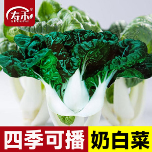 奶白菜种子种籽四季 盆栽籽种油菜蔬菜孑菜籽 奶油小青菜阳台秋冬季