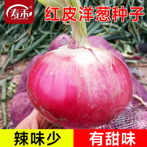 高产红皮洋葱种籽特大紫色秋季