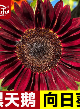 黑天鹅向日葵种子种籽子苗矮四季幼苗盆栽观赏葵花花苗孑花种活苗