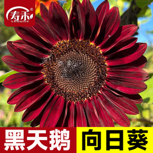黑天鹅向日葵种子种籽子苗矮四季幼苗盆栽观赏葵花花苗孑花种活苗