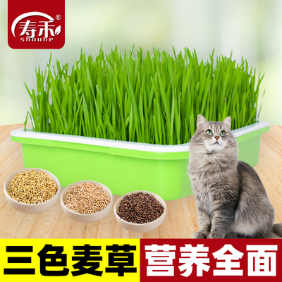 猫草种子籽小麦草籽种大麦种孑黑麦苗水培芽苗菜薄荷草种盆栽种植
