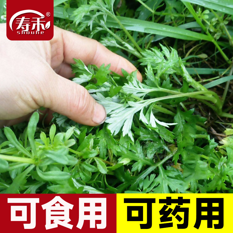 盆栽艾草苗食用种植药用大叶小叶