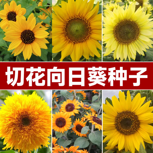 切花向日葵种子种籽孑阳台观赏盆栽子花籽花种一年四季播种花卉种