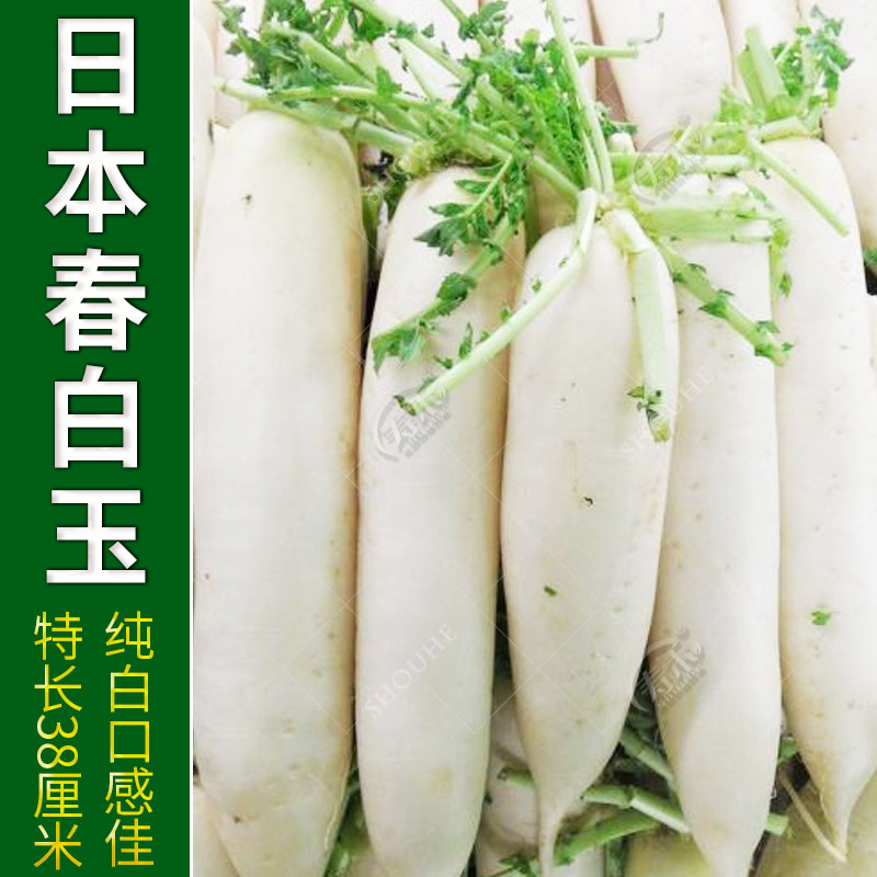 日本韩国白玉春长白萝卜种子图片