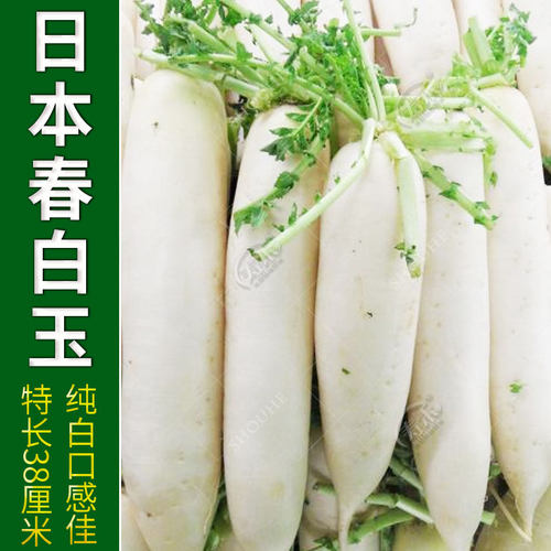 日本韩国白玉春长白萝卜种子