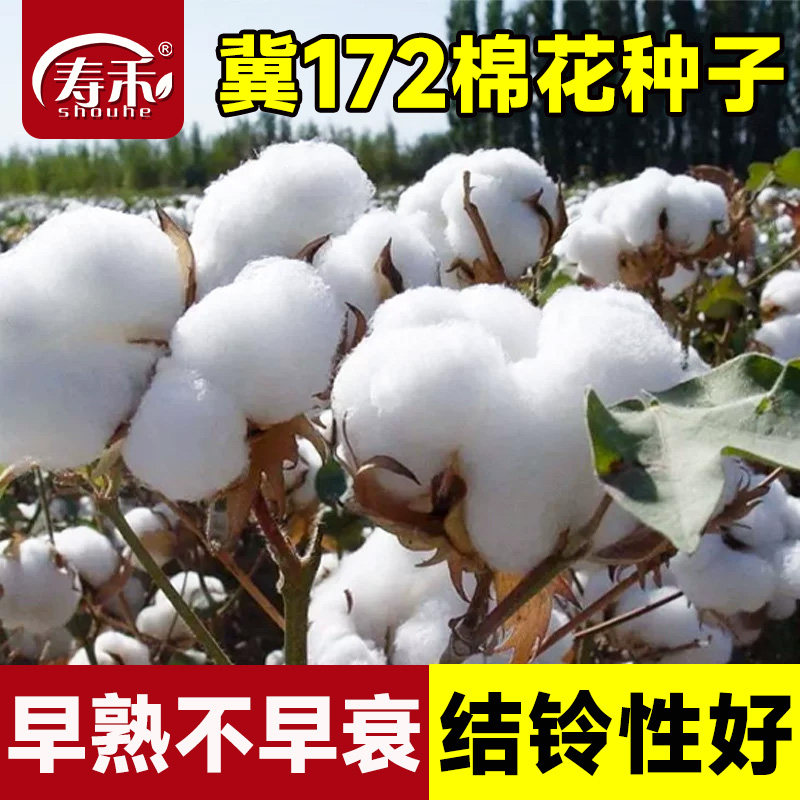 棉花种子种籽大田种植高产种籽农用四季春季籽种抗病抗虫省工