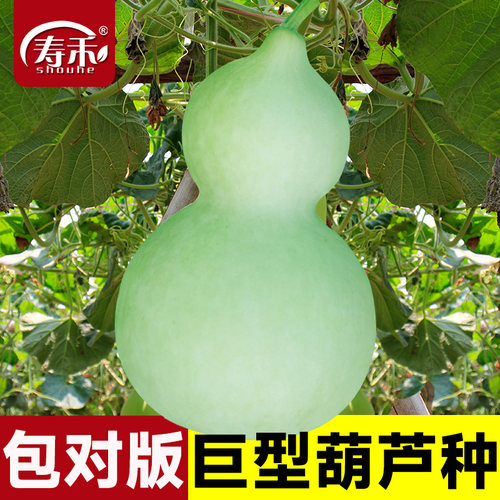 巨型葫芦种子种籽孑早熟耐热