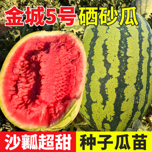 超甜沙瓤西瓜硒砂瓜种子