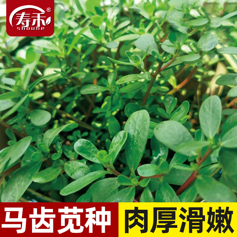 食用马齿苋种子种籽马芷苋籽种盆栽马苋菜蔬菜孑苋菜秋季青菜菜籽