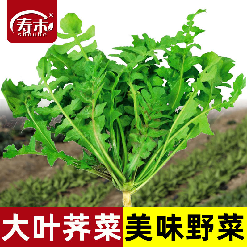 荠荠菜种子大叶四季菜籽香春季蔬菜种籽孑菜种荠菜芨芨菜大全
