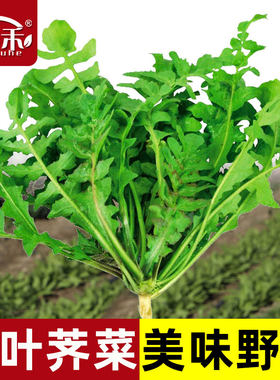 荠荠菜种子大叶四季菜籽香春季蔬菜种籽孑菜种荠菜芨芨菜大全