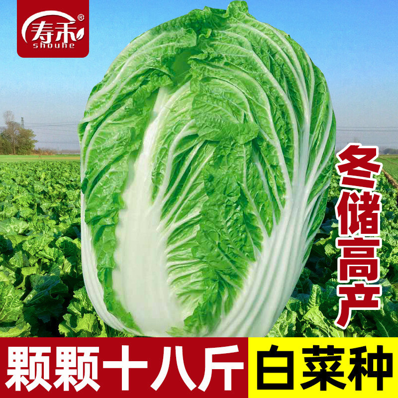 寿禾大白菜种子蔬菜黄心图片