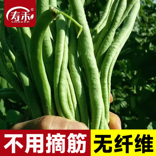 农家无筋豆架豆王种子