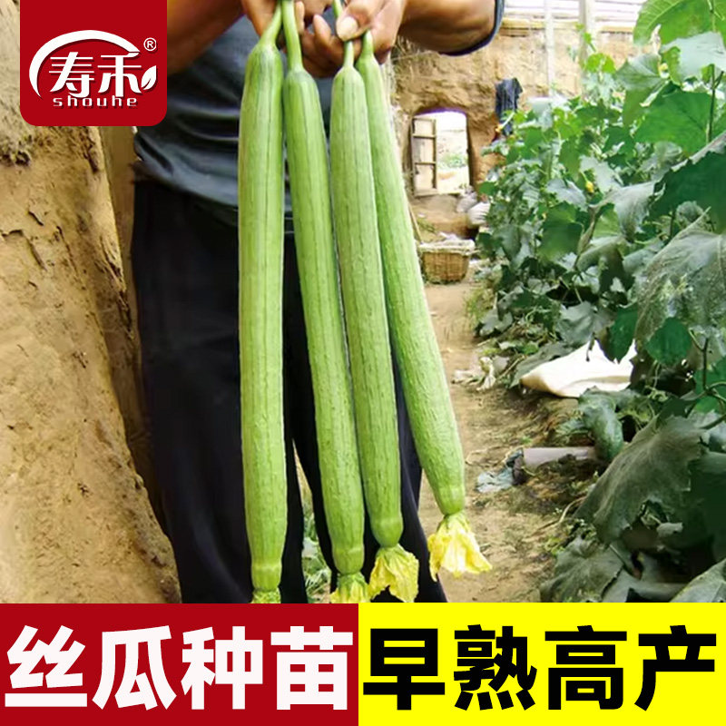 高产丝瓜种子特长四季秧苗