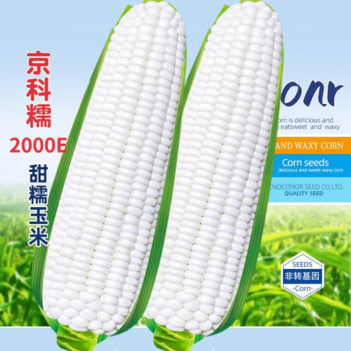 京科糯2000E糯玉米种子高产杂交粘特大甜玉米白甜糯玉米种籽孑