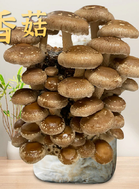 家庭蘑菇菌包菌菇种植包平菇香菇灵芝磨菇种金针菇可食用家种