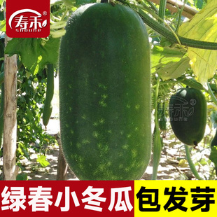 绿春小冬瓜种子种籽苗大全菜苗四季 盆栽蔬菜孑秧苗迷你瓜秧东瓜莱