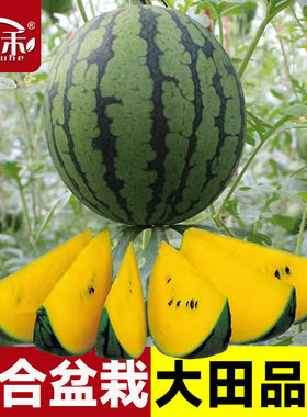 小西瓜种子种籽懒汉黄皮甜王无籽孑南方籽种嫁接麒麟8424苗秧大全