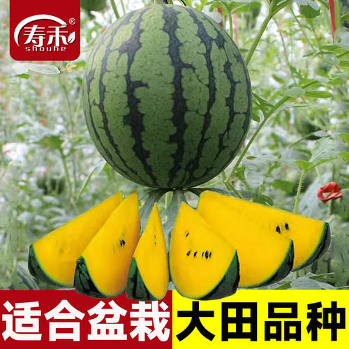 小西瓜种子种籽懒汉黄皮甜王无籽孑南方籽种嫁接麒麟8424苗秧大全