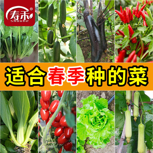 寿禾冬季种植耐寒抗冻白菜萝卜