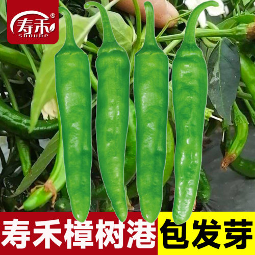 寿禾樟树港辣椒种子种籽孑苗秧朝天椒秧苗小米椒原种苗带土蔬菜苗