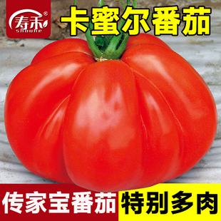 传家宝番茄种子卡蜜尔盆栽阳台庭院老品种种籽孑蔬菜庭院大西红柿