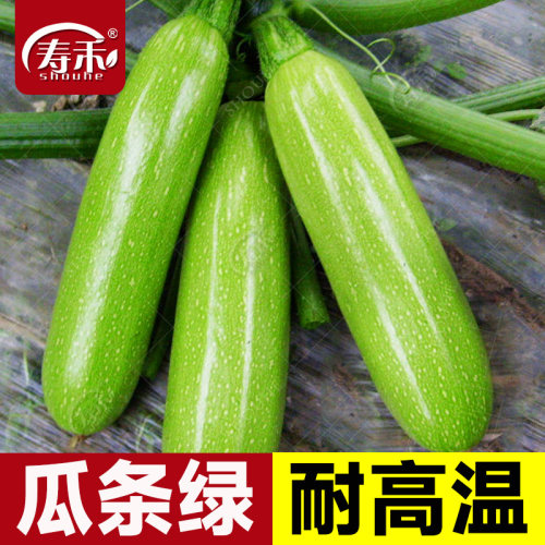 西葫芦种子苗高产四季盆栽西胡芦种籽蔬菜夏季香蕉大全瓜孑瓜苗