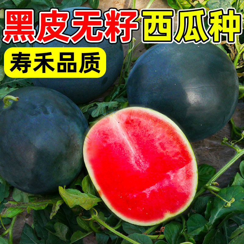 黑皮无籽西瓜种子种籽苗秧孑春季甜玉妃南方超甜高产无子水果秧苗