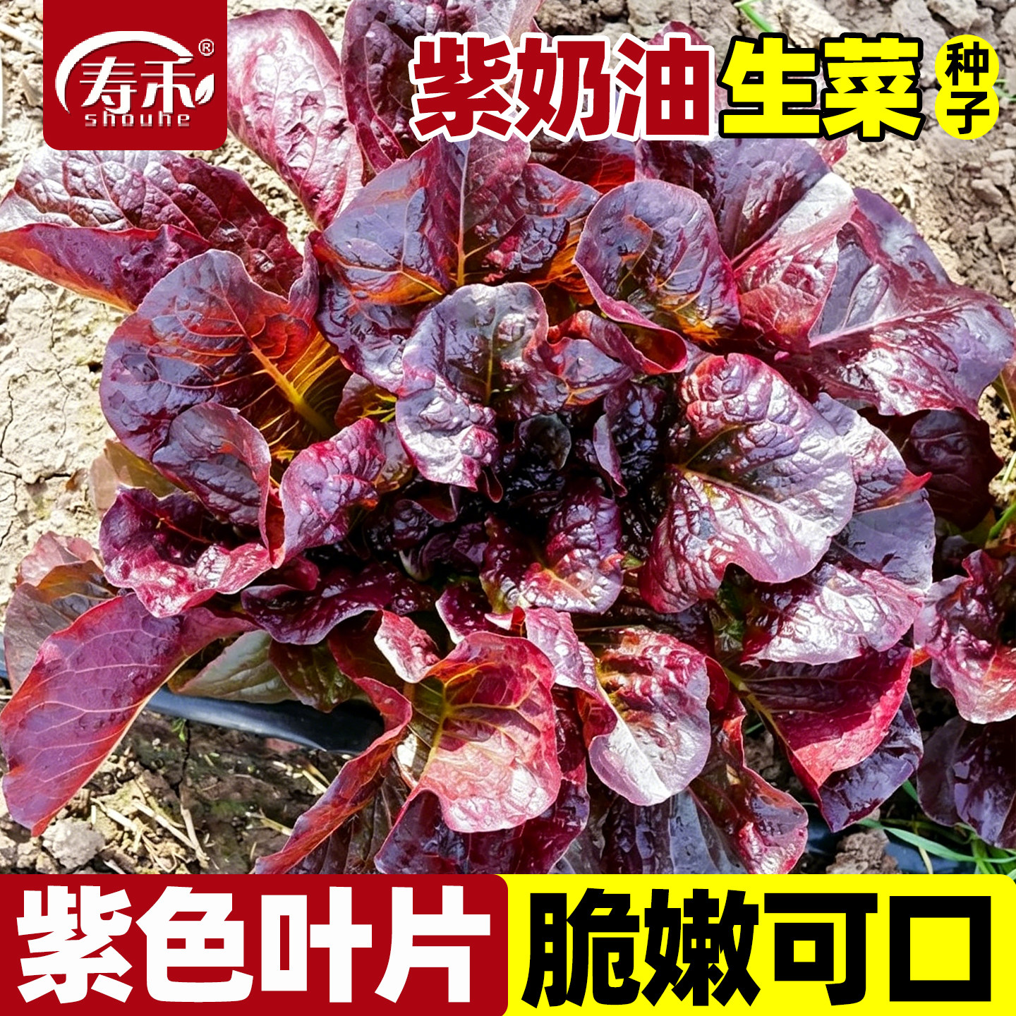 紫奶油生菜种子四季菜籽阳台种菜盆栽蔬菜孑南方春季青菜种籽菜种