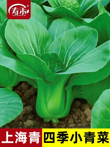 Шанхайские зеленые и маленькие зеленые овощи SI сезон сезон семена семян семян семян семян семян семян