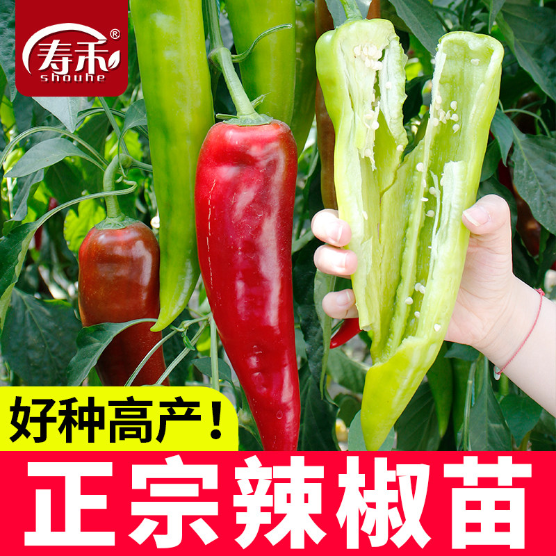 高产辣椒苗大全春季蔬菜苗图片