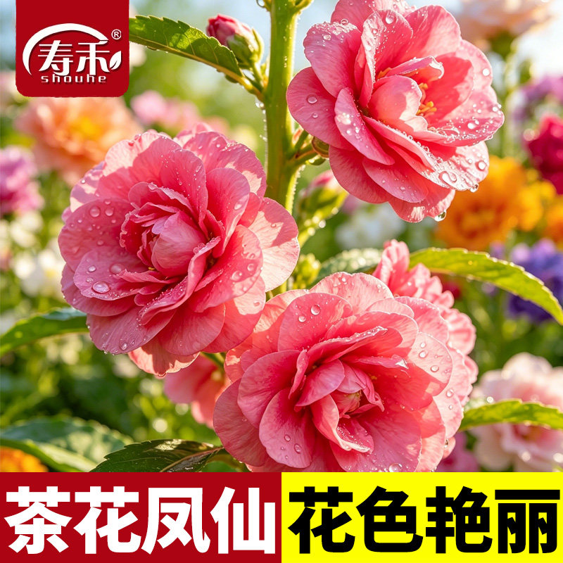 茶花凤仙花种子重瓣四季开花室内阳台庭院花卉欣赏花种籽孑