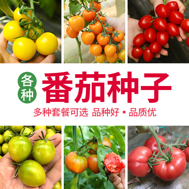 番茄种子组合圣女果千禧五彩番茄大小果四季播种阳台盆栽蔬菜种籽图片