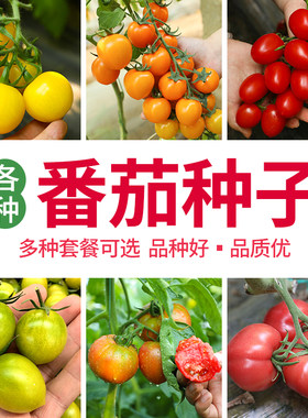 番茄种子组合圣女果千禧五彩番茄大小果四季播种阳台盆栽蔬菜种籽