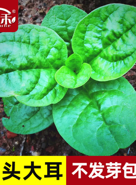 大叶木耳菜种子小青菜阳台盆栽菜种蔬菜种籽四季种植秧孑夏季菜苗