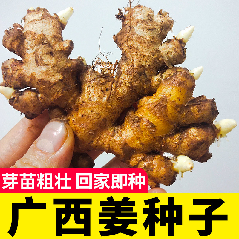 广西姜种 姜种带芽 生姜老姜大姜云南小黄姜种植苗山东种子种籽