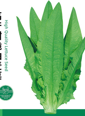 高产甜脆油麦菜种子香麦菜菜籽四季种籽蔬菜孑农家菜种菜苗籽种