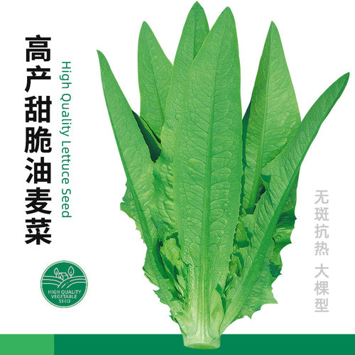 寿禾四季种籽高产甜脆油麦菜