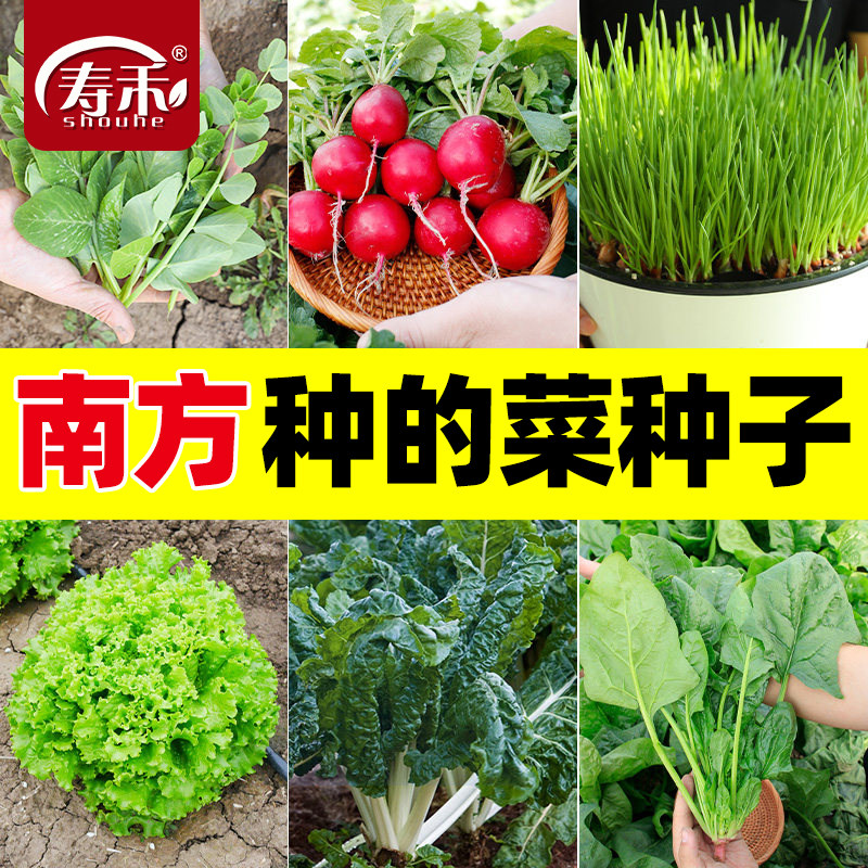 适合南方种的蔬菜种子大全四季生菜香菜菠菜萝卜9月份菜籽九月