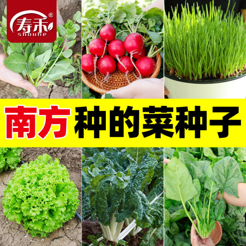 蔬菜种子四季阳台盆栽