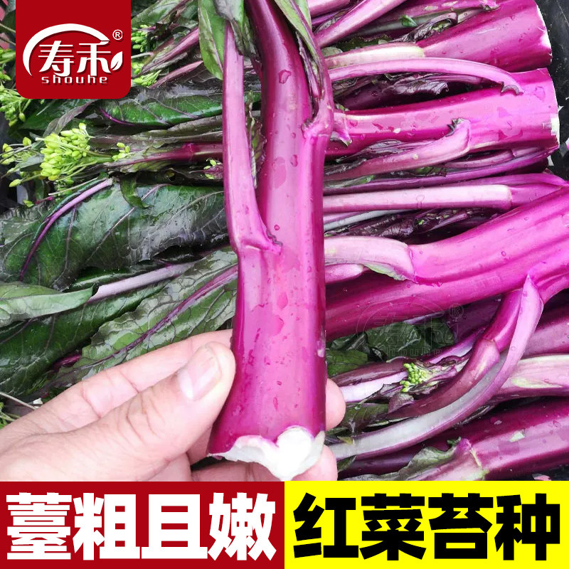 红菜苔种子紫种籽四季蔬菜图片