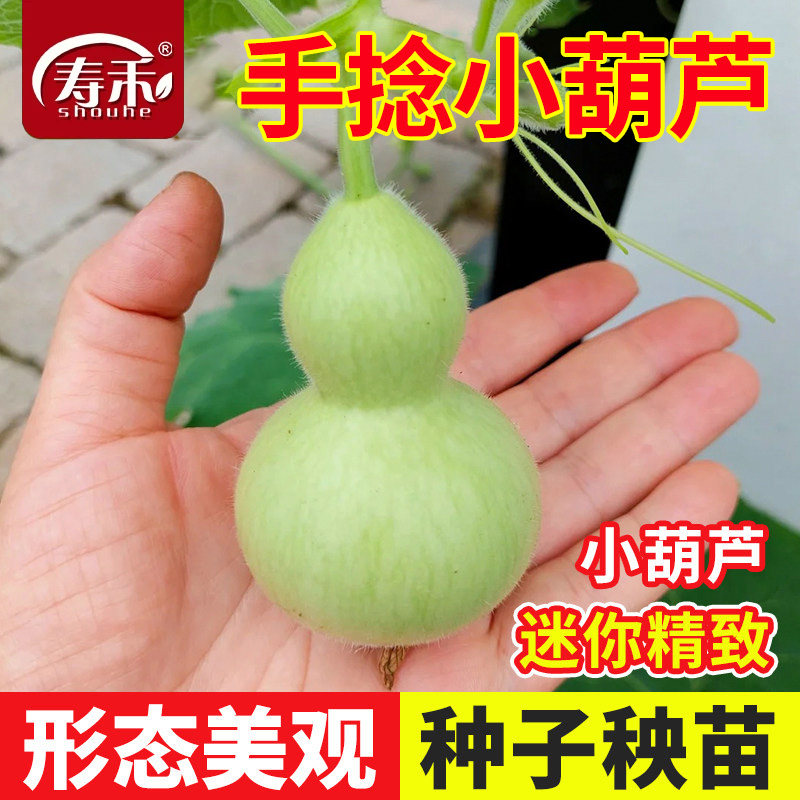 手捻小葫芦籽种特小文玩精品种子阳台盆栽菜胡芦种籽蔬菜孑子苗