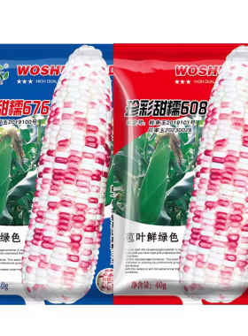 珍彩甜糯608彩甜糯玉米四季种子苗大全大棒种籽香粘高产孑迪彩676